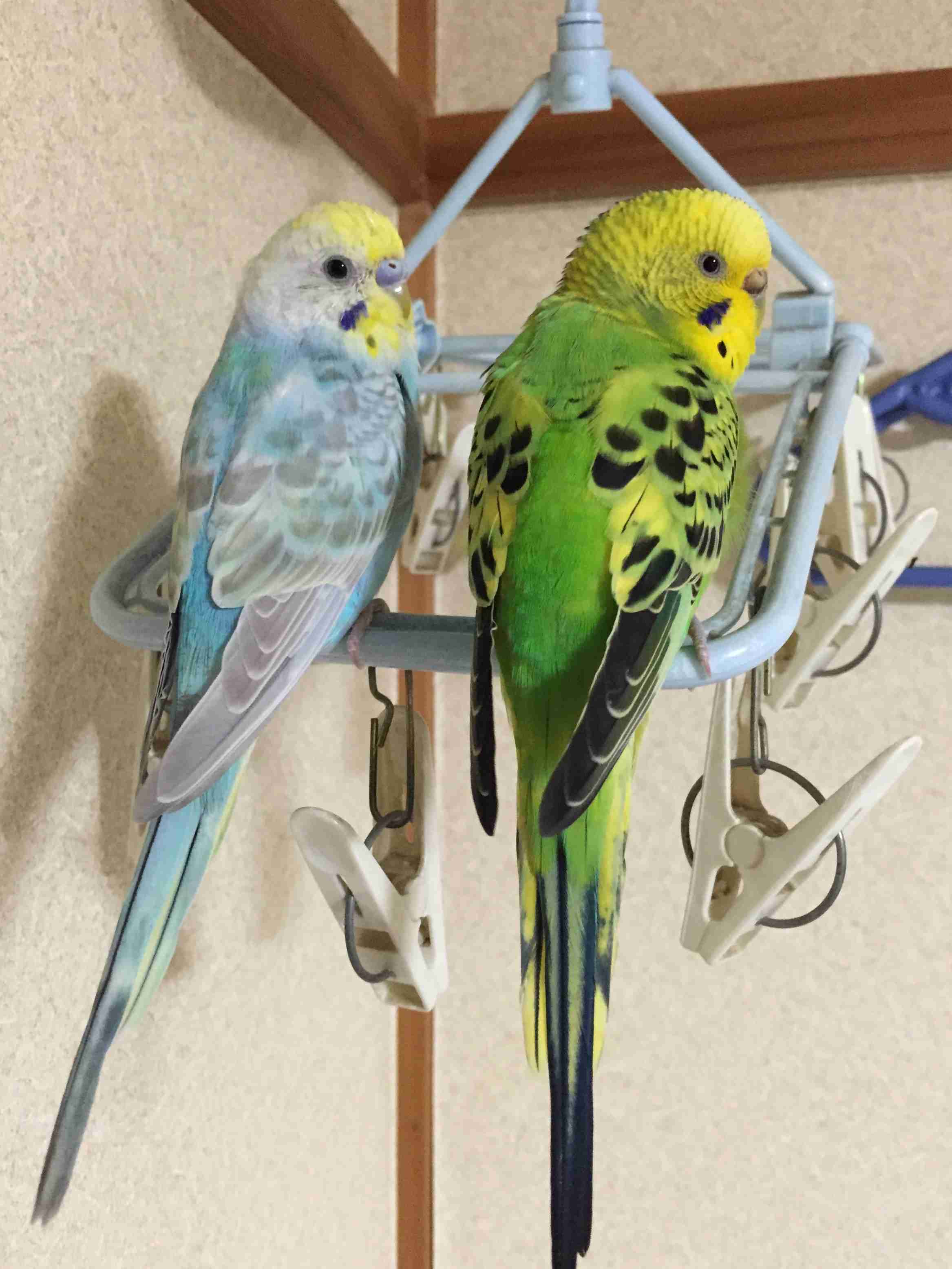 家にインコなど鳥類がいる方いませんか