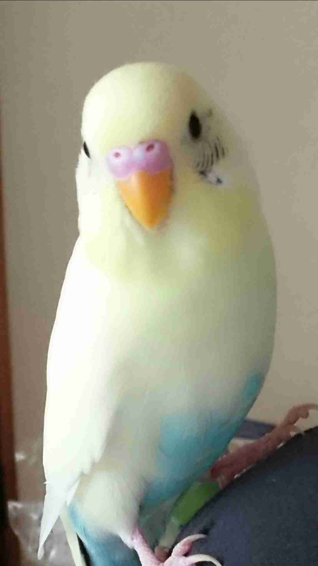 家にインコなど鳥類がいる方いませんか