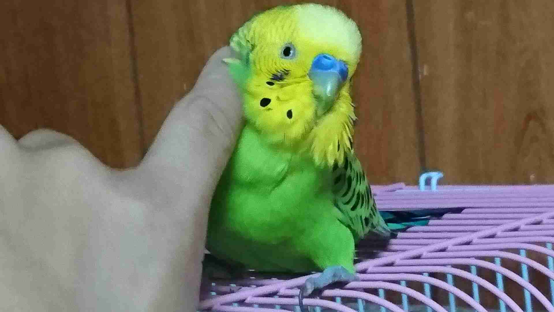 家にインコなど鳥類がいる方いませんか