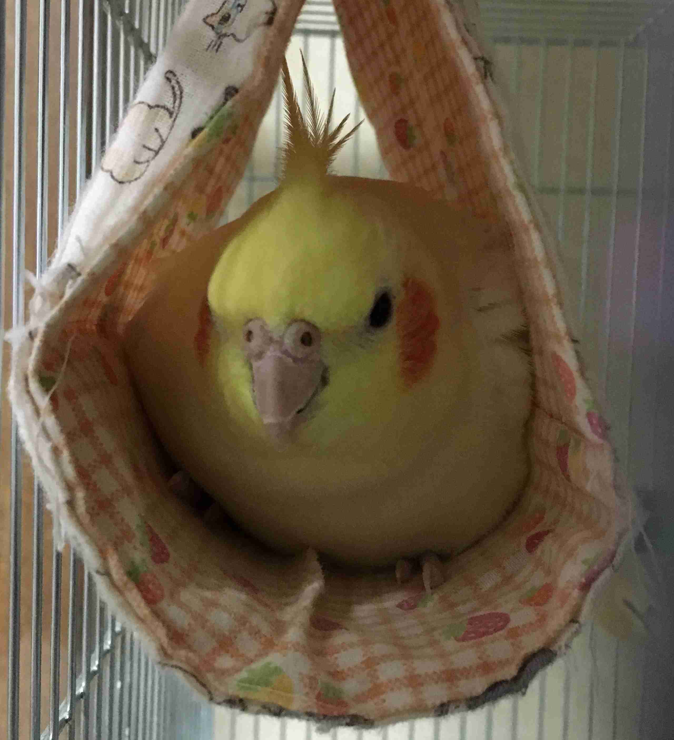 家にインコなど鳥類がいる方いませんか