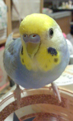 家にインコなど鳥類がいる方いませんか