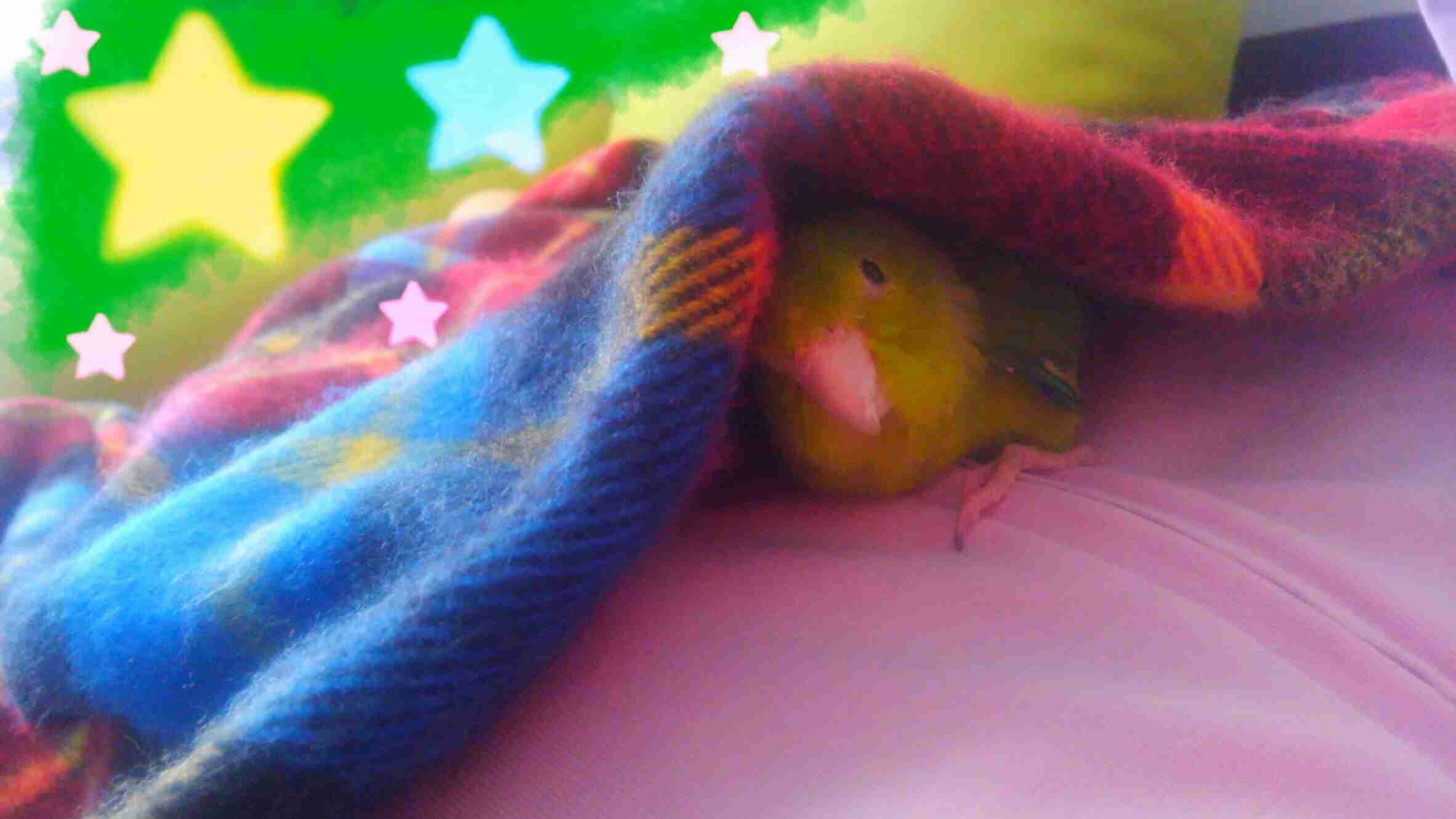 家にインコなど鳥類がいる方いませんか