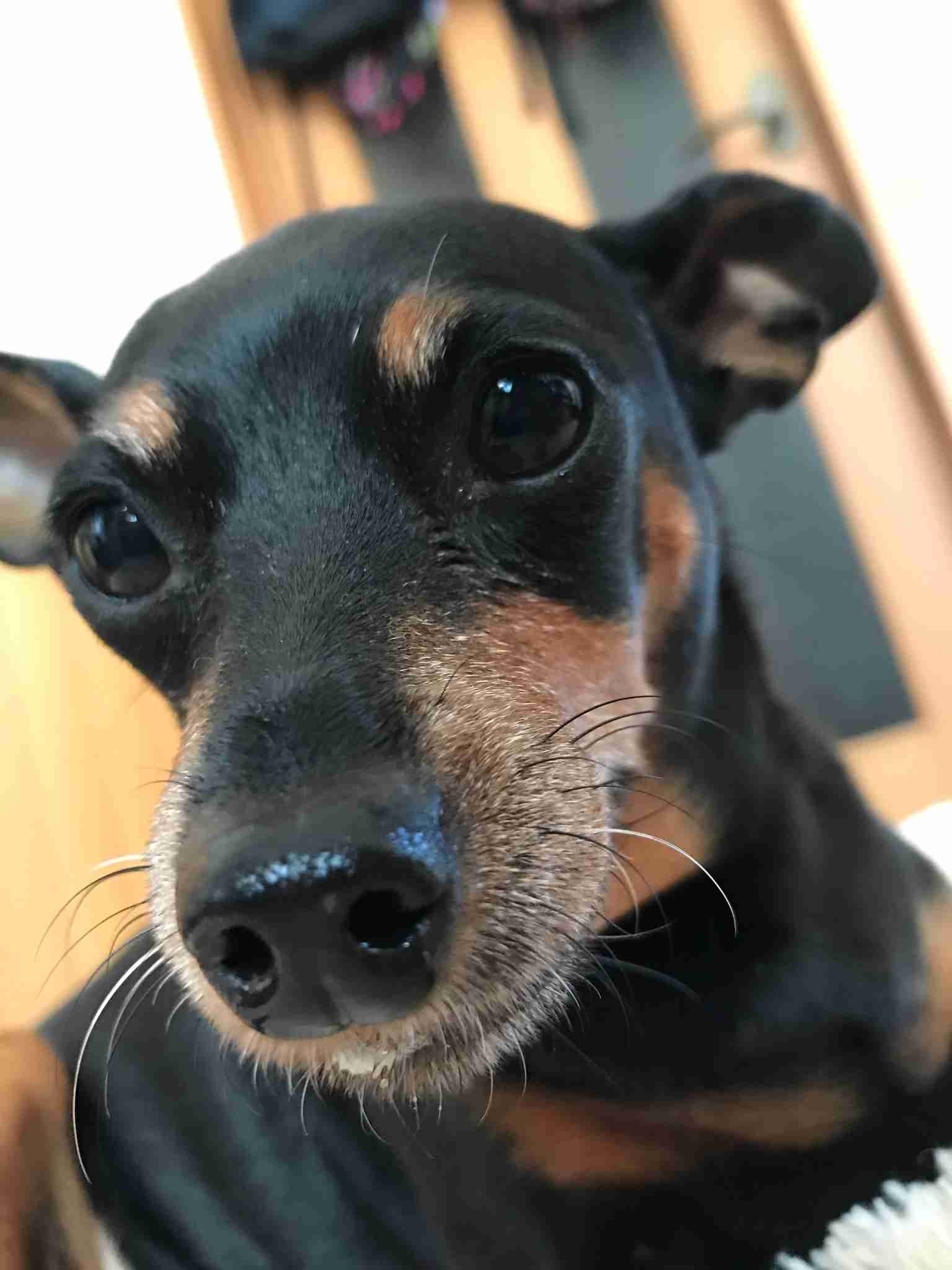 ガルチャン犬カフェ開店♡