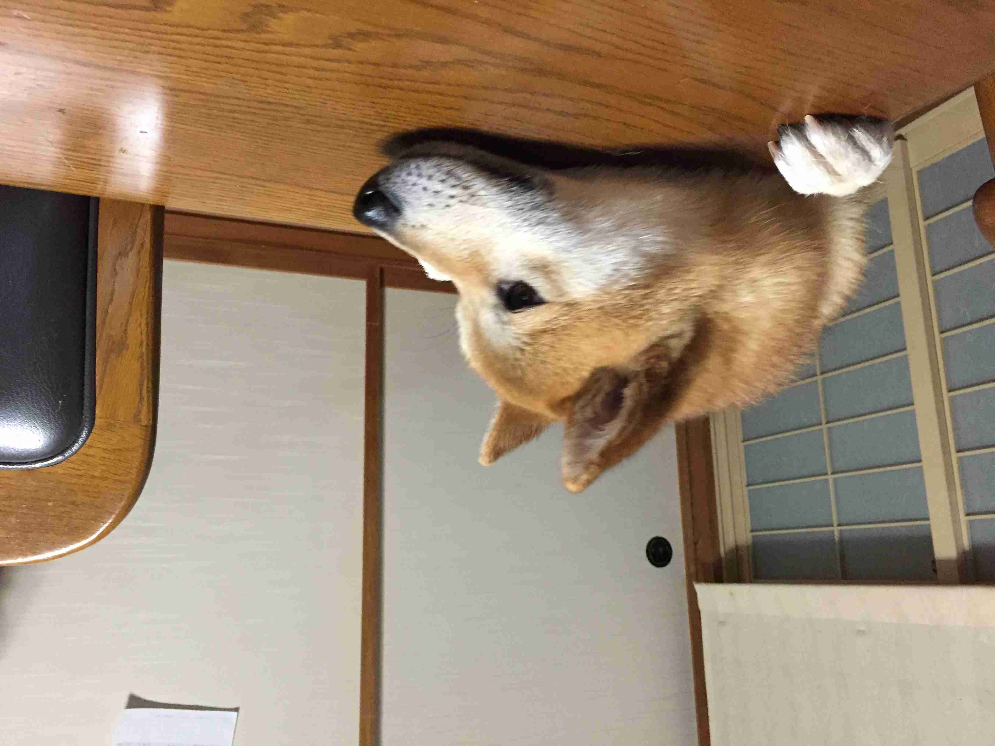ガルチャン犬カフェ開店♡