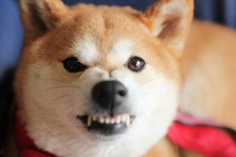 ガルチャン犬カフェ開店♡