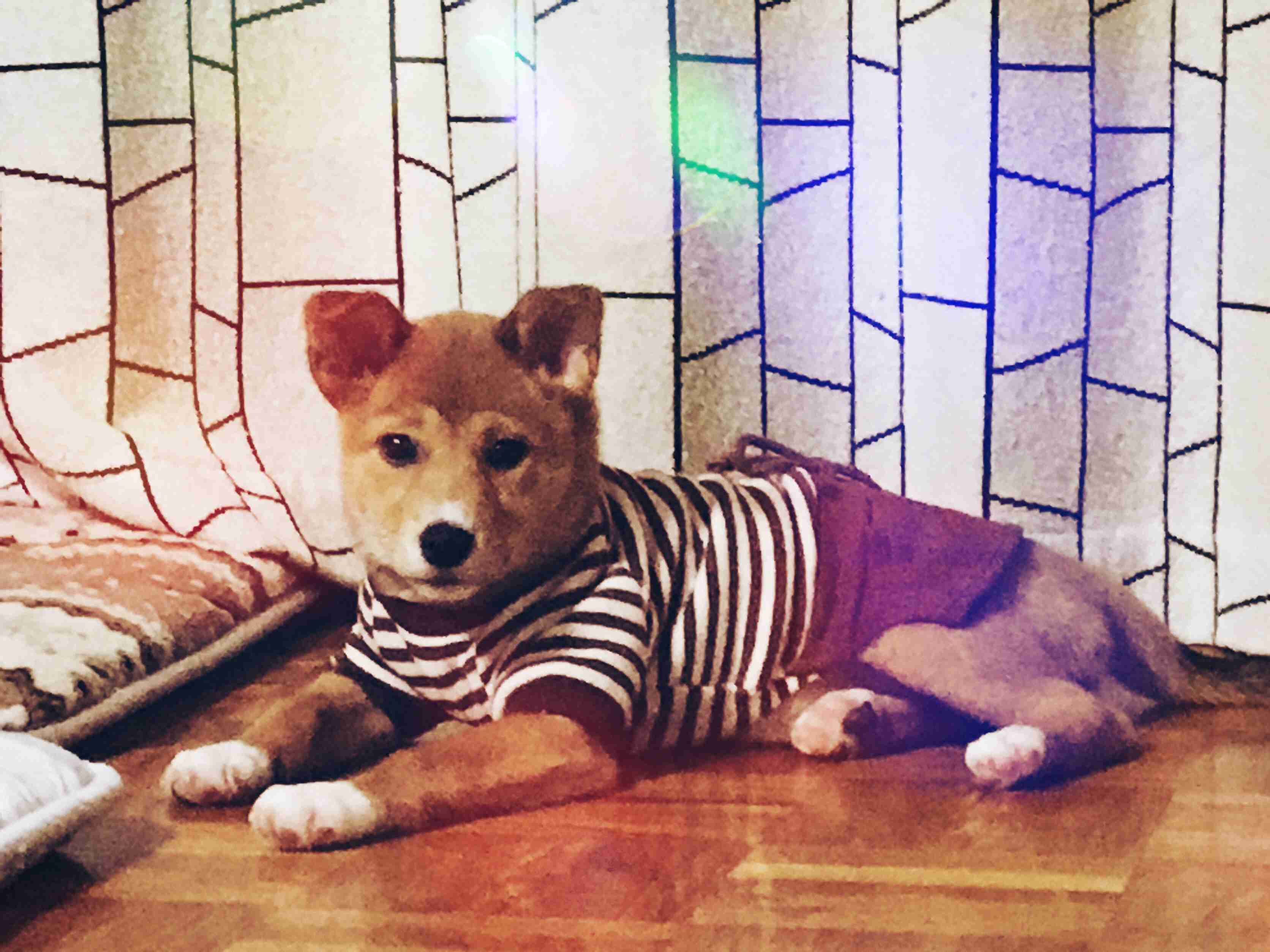 ガルチャン犬カフェ開店♡