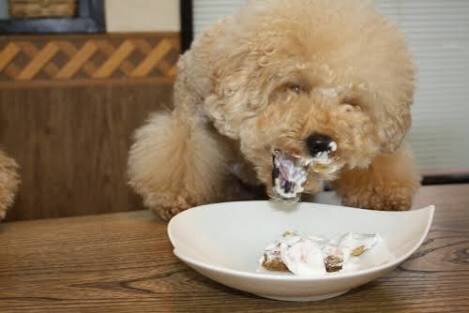 ガルチャン犬カフェ開店♡