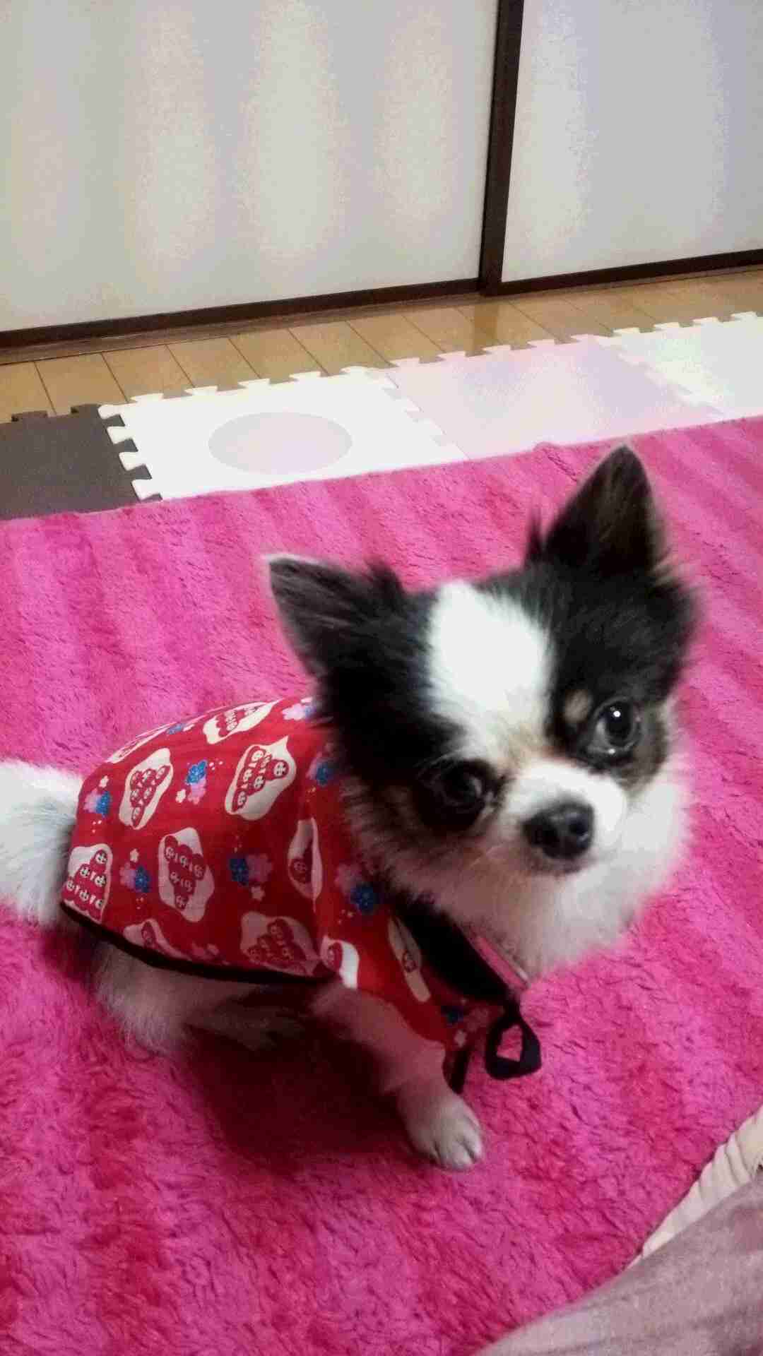 ガルチャン犬カフェ開店♡