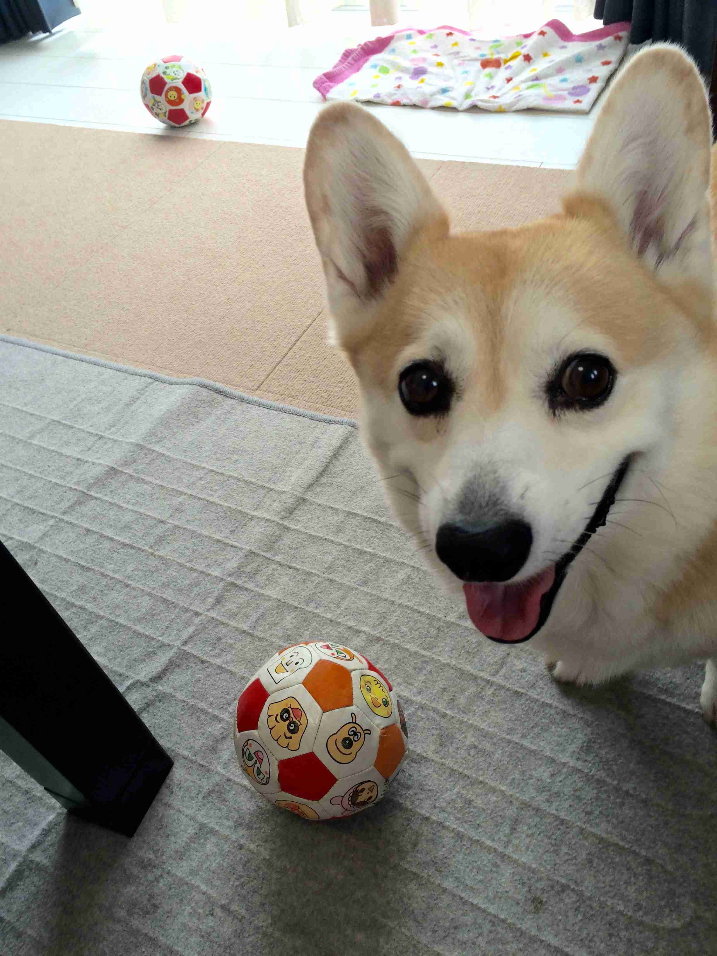 ガルチャン犬カフェ開店♡
