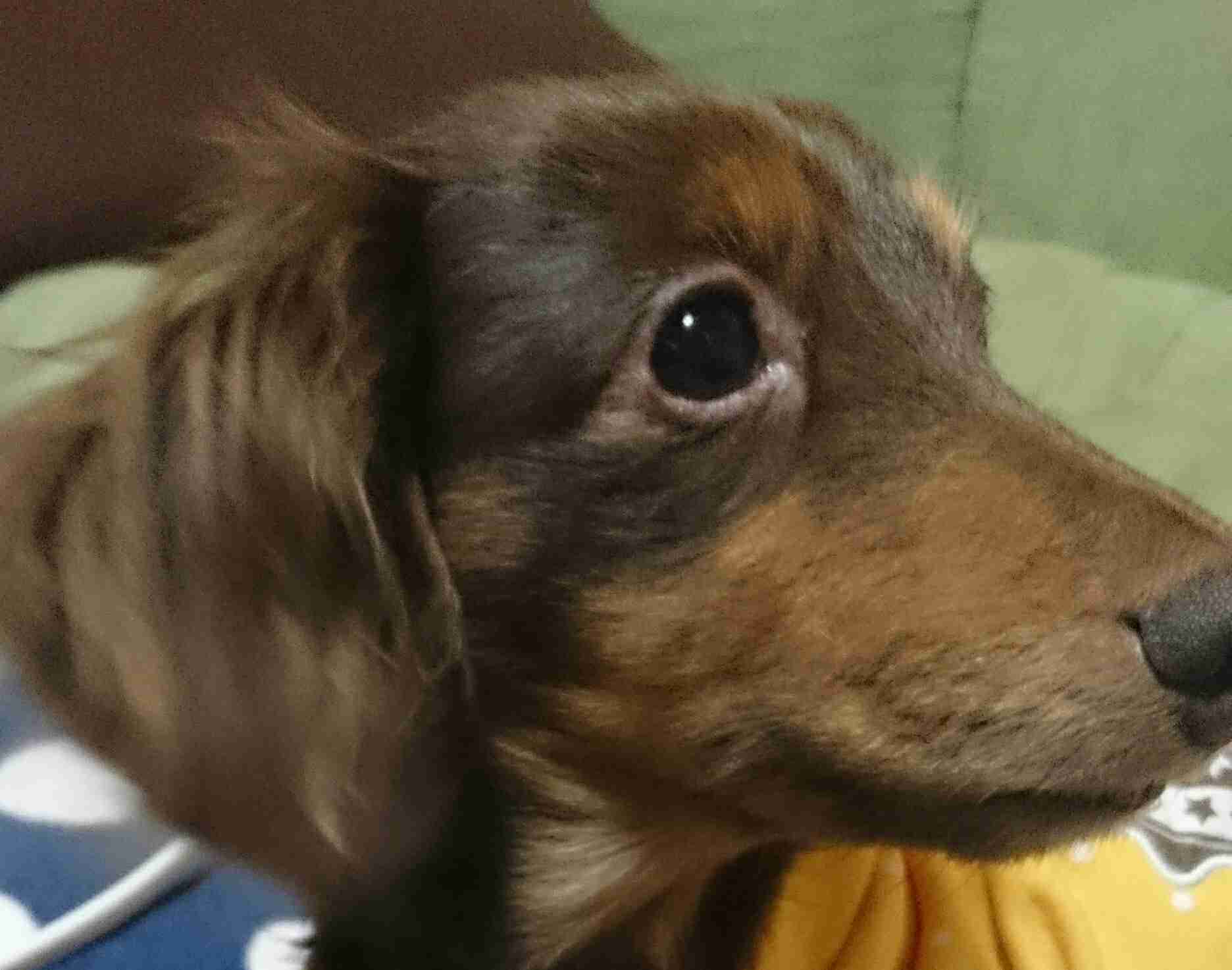 ガルチャン犬カフェ開店♡