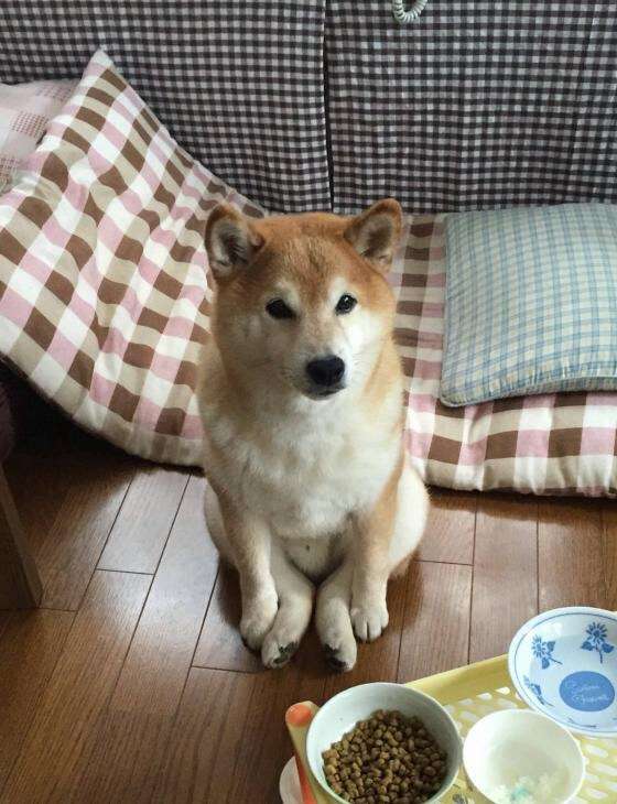 ガルチャン犬カフェ開店♡