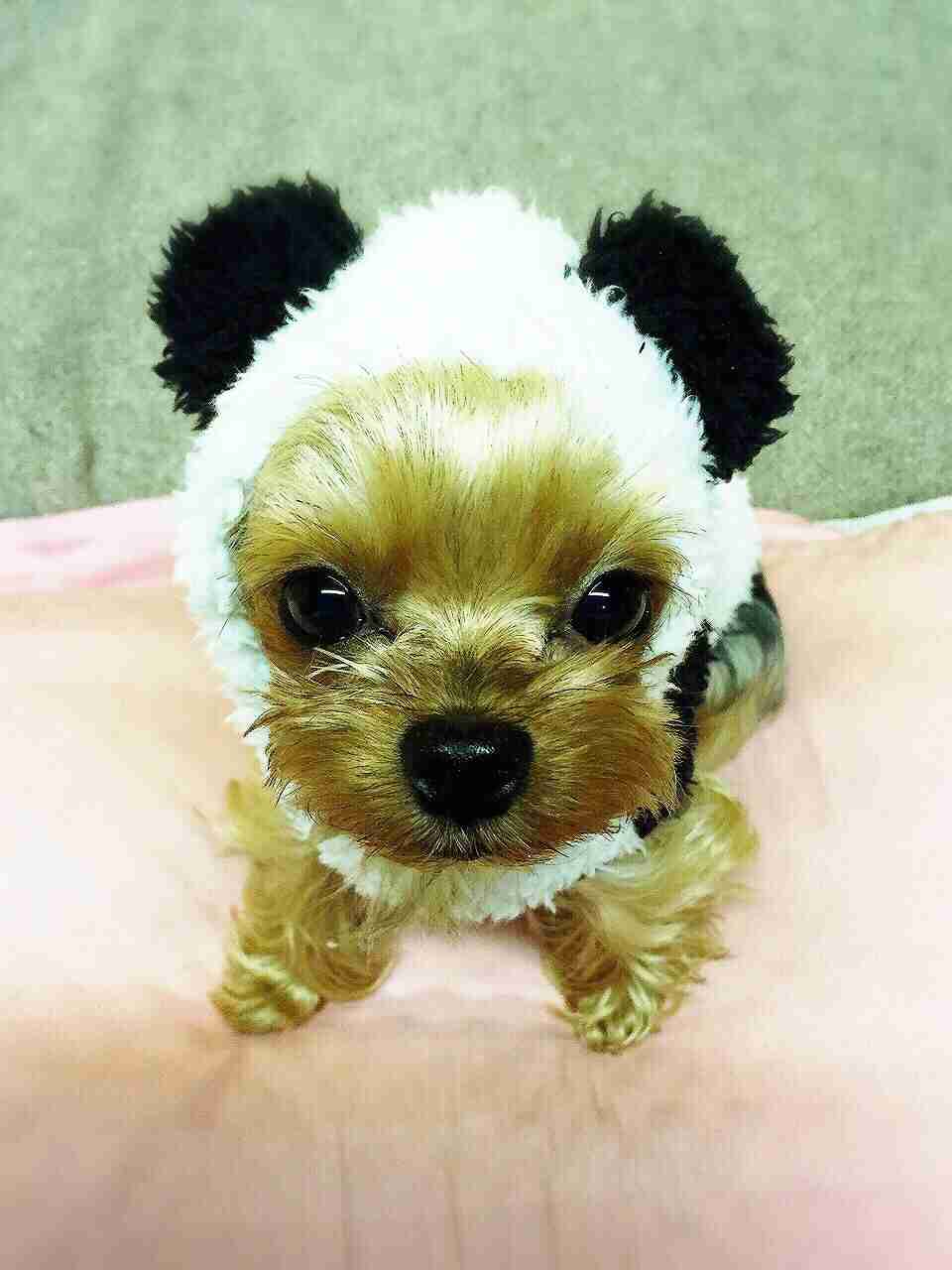 ガルチャン犬カフェ開店♡