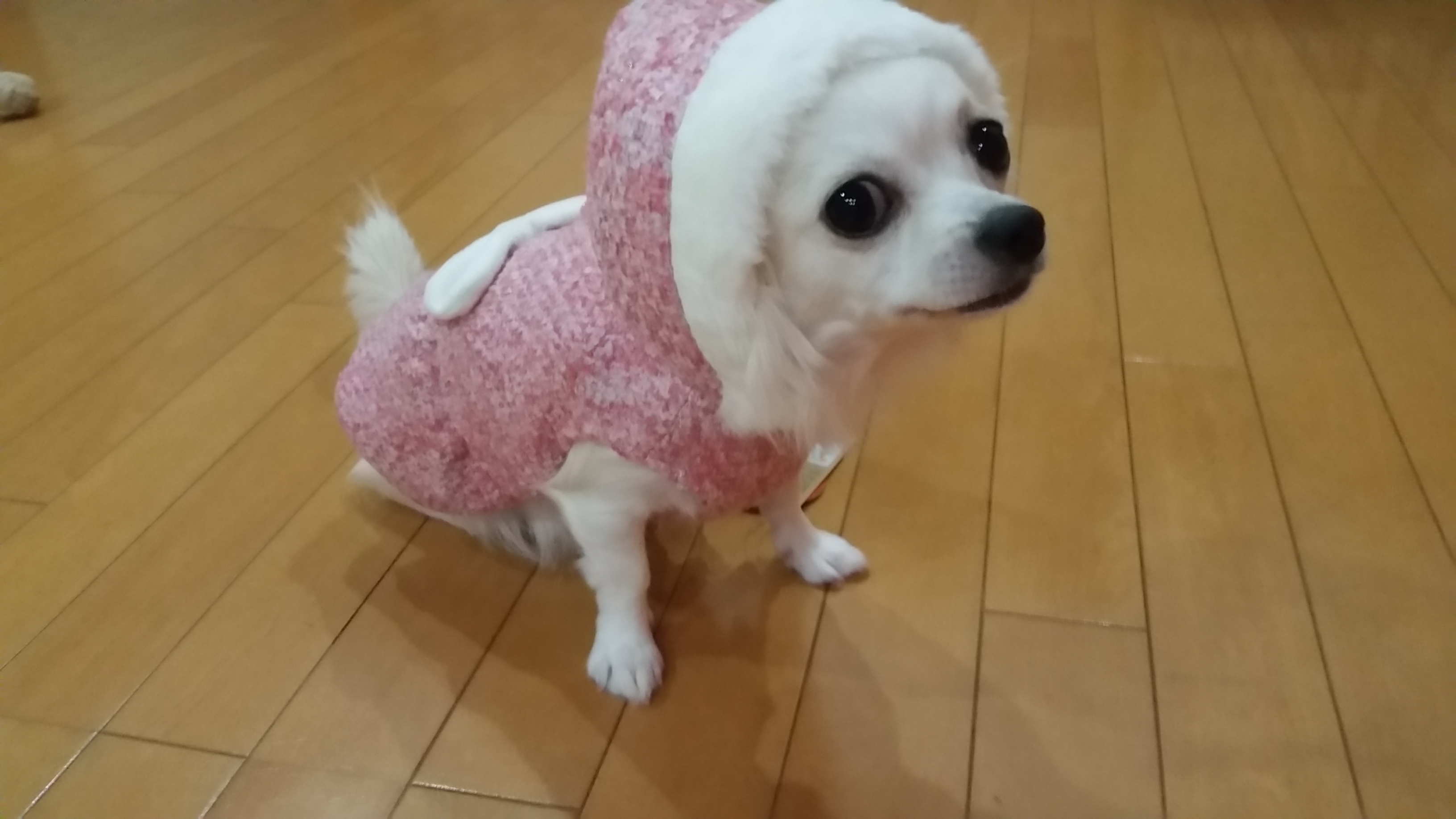 ガルチャン犬カフェ開店♡