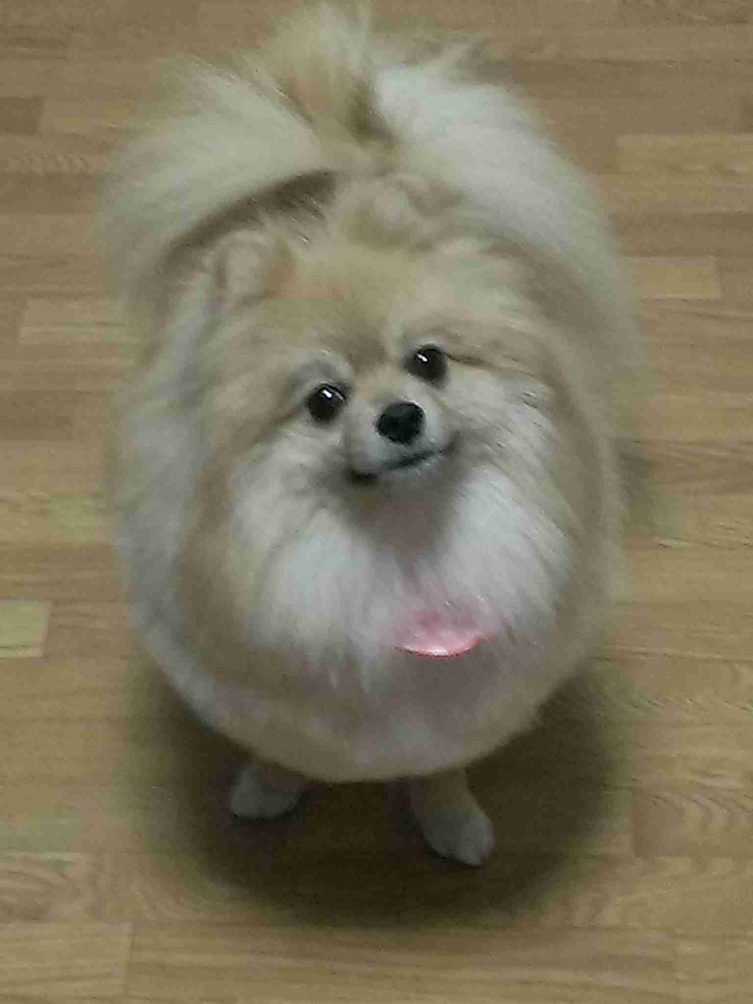 ガルチャン犬カフェ開店♡
