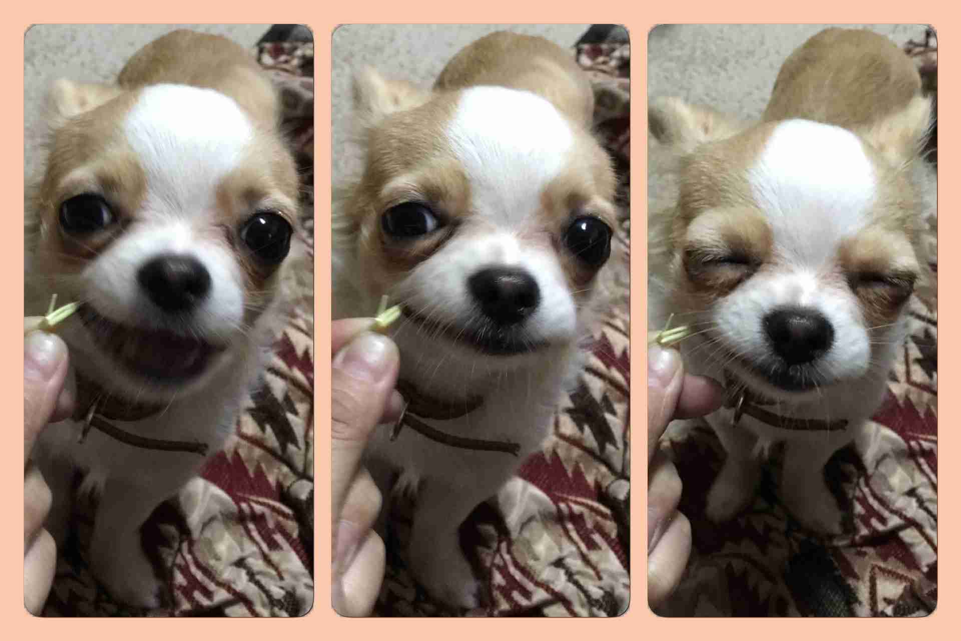 ガルチャン犬カフェ開店♡