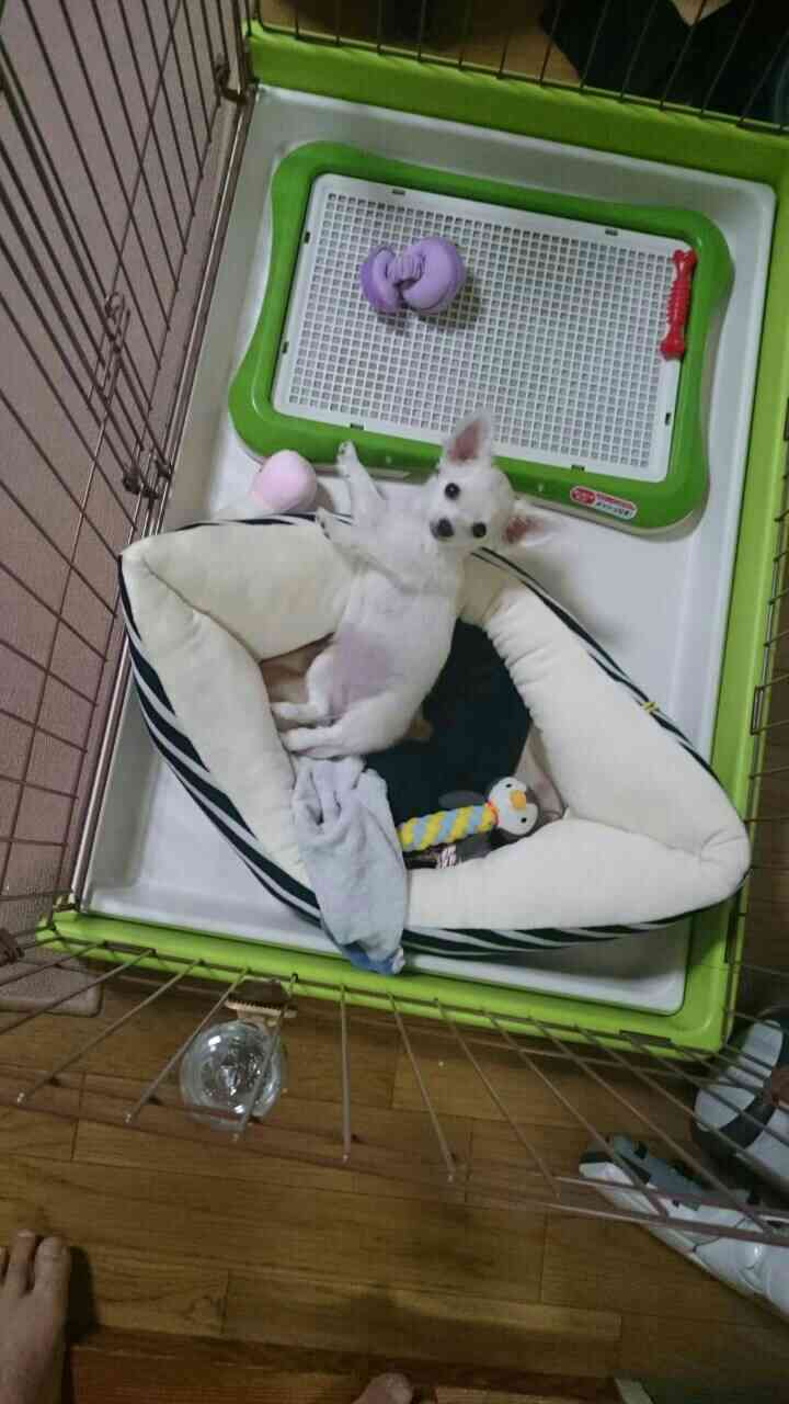 ガルチャン犬カフェ開店♡