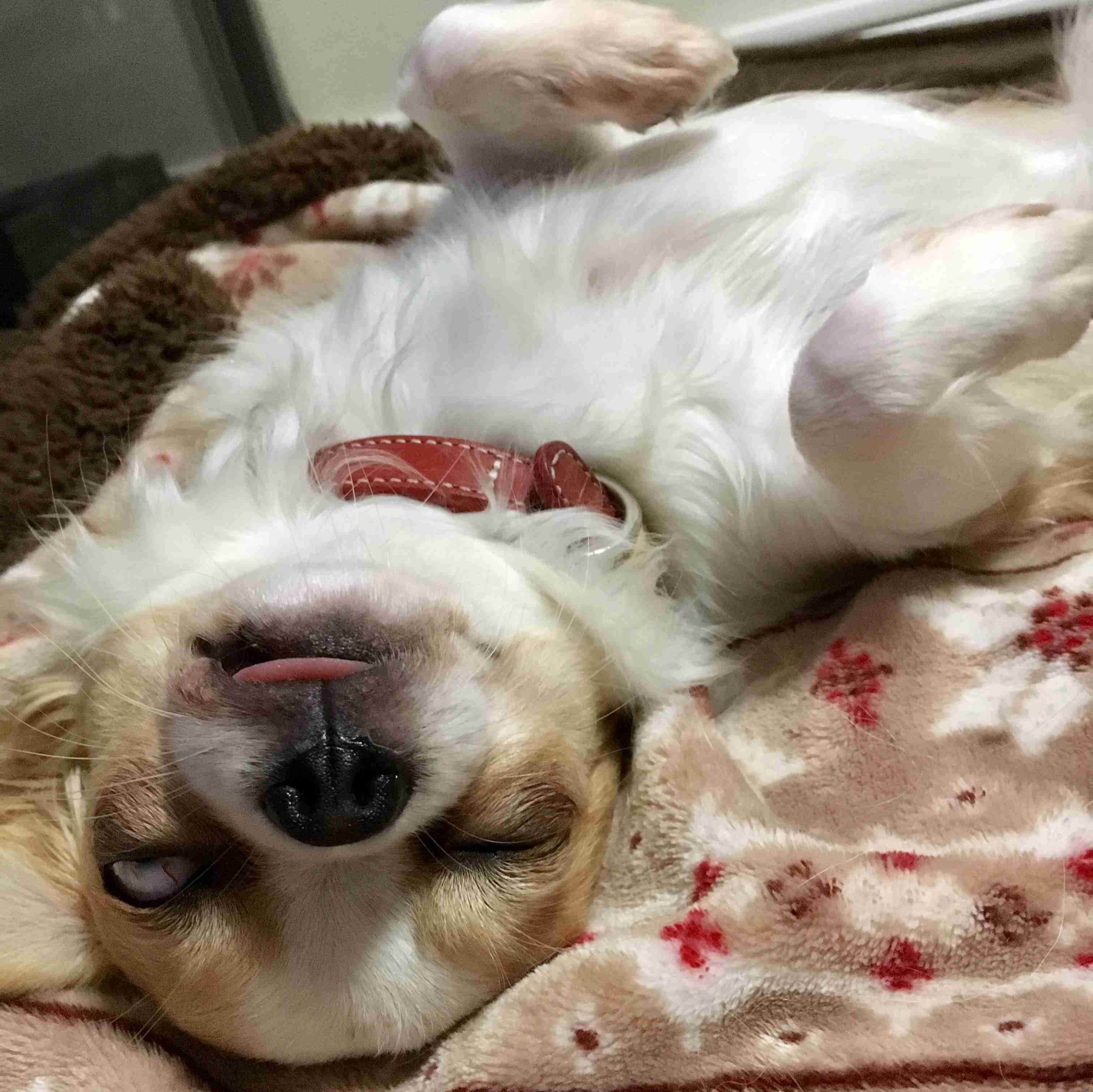 ガルチャン犬カフェ開店♡