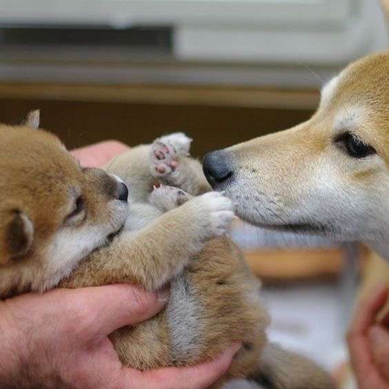 ガルチャン犬カフェ開店♡