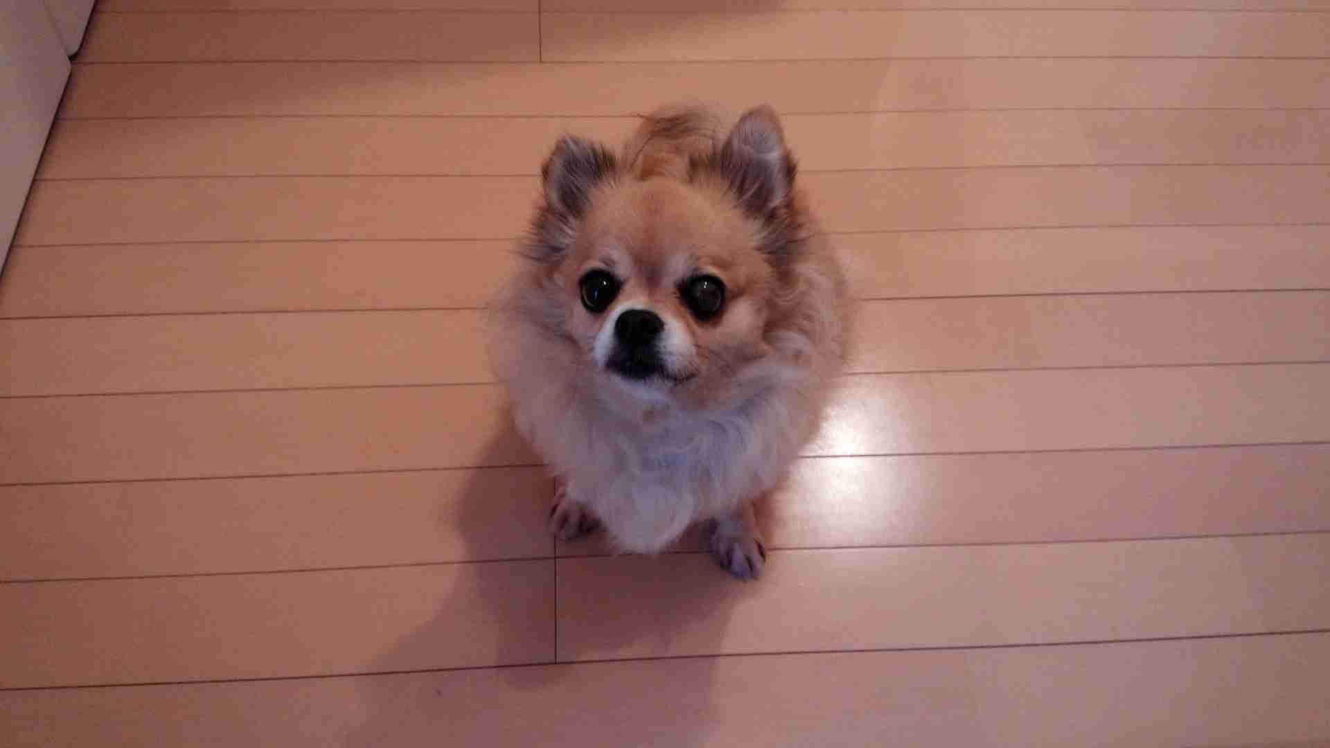 ガルチャン犬カフェ開店♡