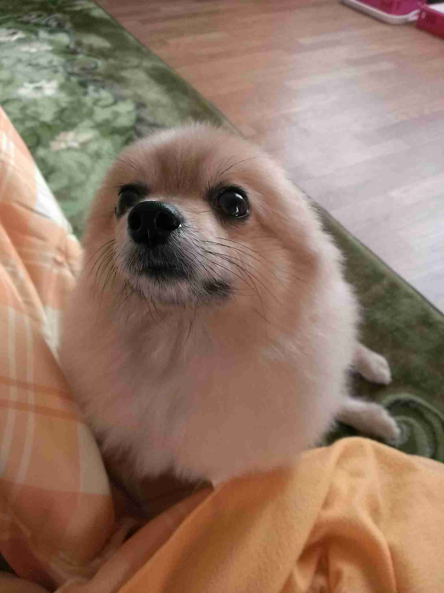 ガルチャン犬カフェ開店♡
