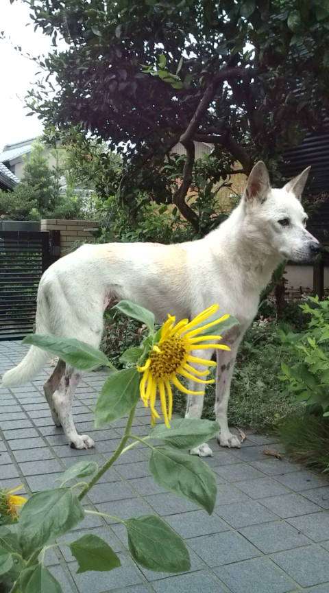 ガルチャン犬カフェ開店♡