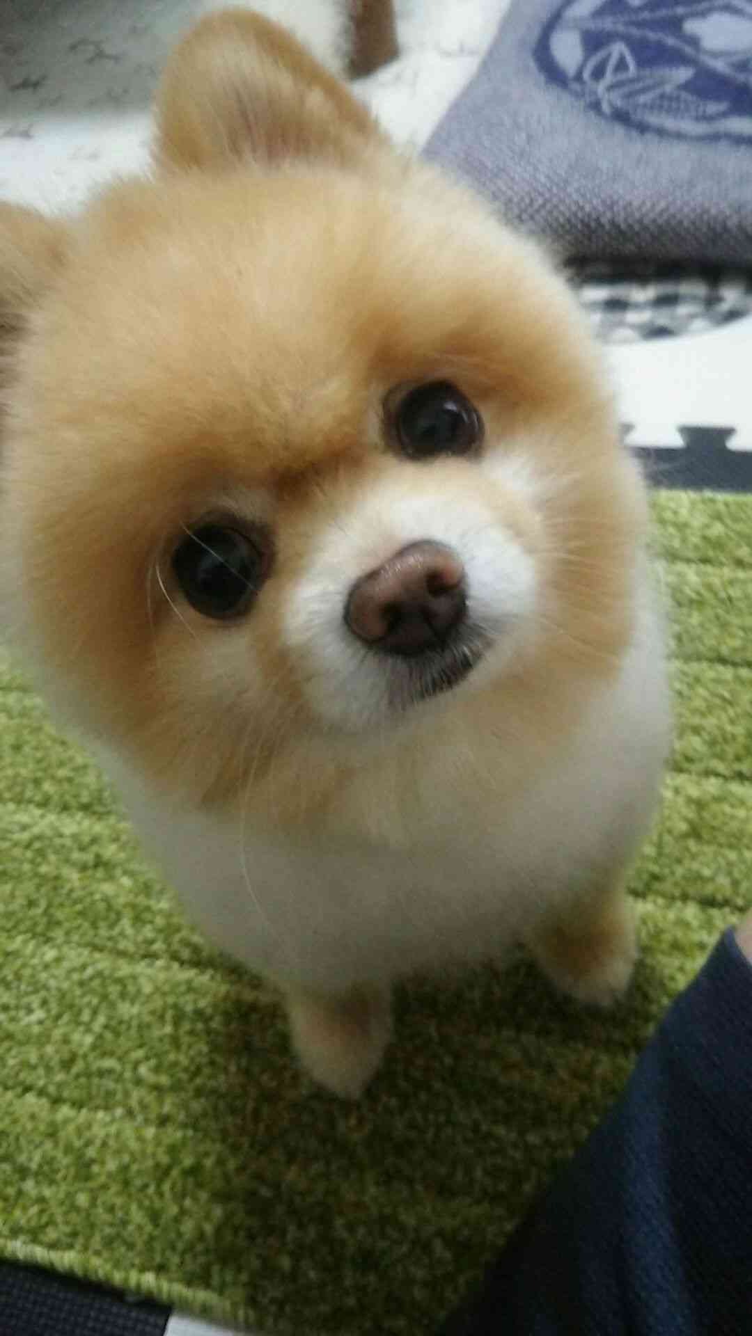 ガルチャン犬カフェ開店♡