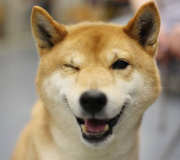 ガルチャン犬カフェ開店♡