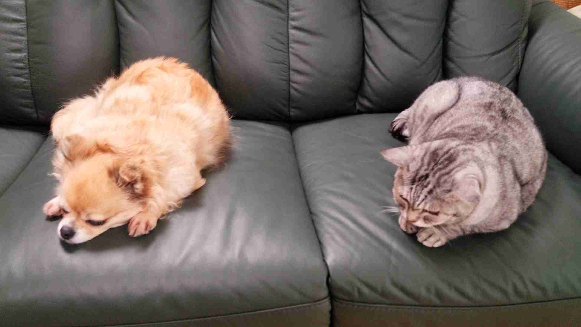ガルチャン犬カフェ開店♡