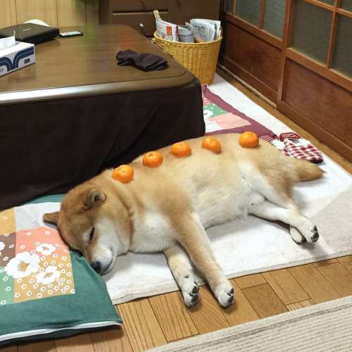 ガルチャン犬カフェ開店♡