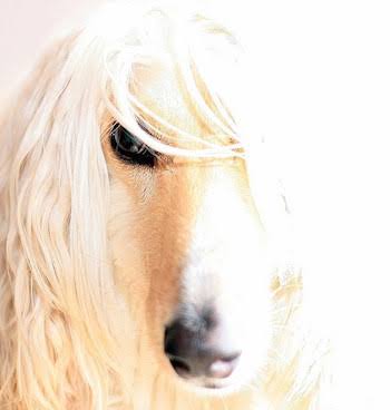 スーパーモデルのような美しい毛！艶やかな黒い毛に包まれた犬が話題に