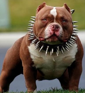 スーパーモデルのような美しい毛！艶やかな黒い毛に包まれた犬が話題に