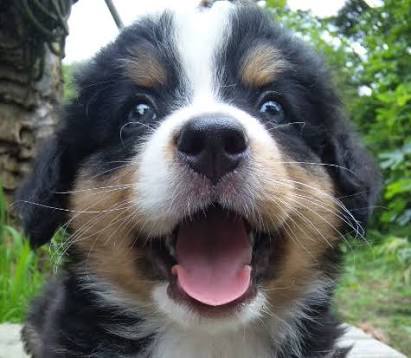 スーパーモデルのような美しい毛！艶やかな黒い毛に包まれた犬が話題に