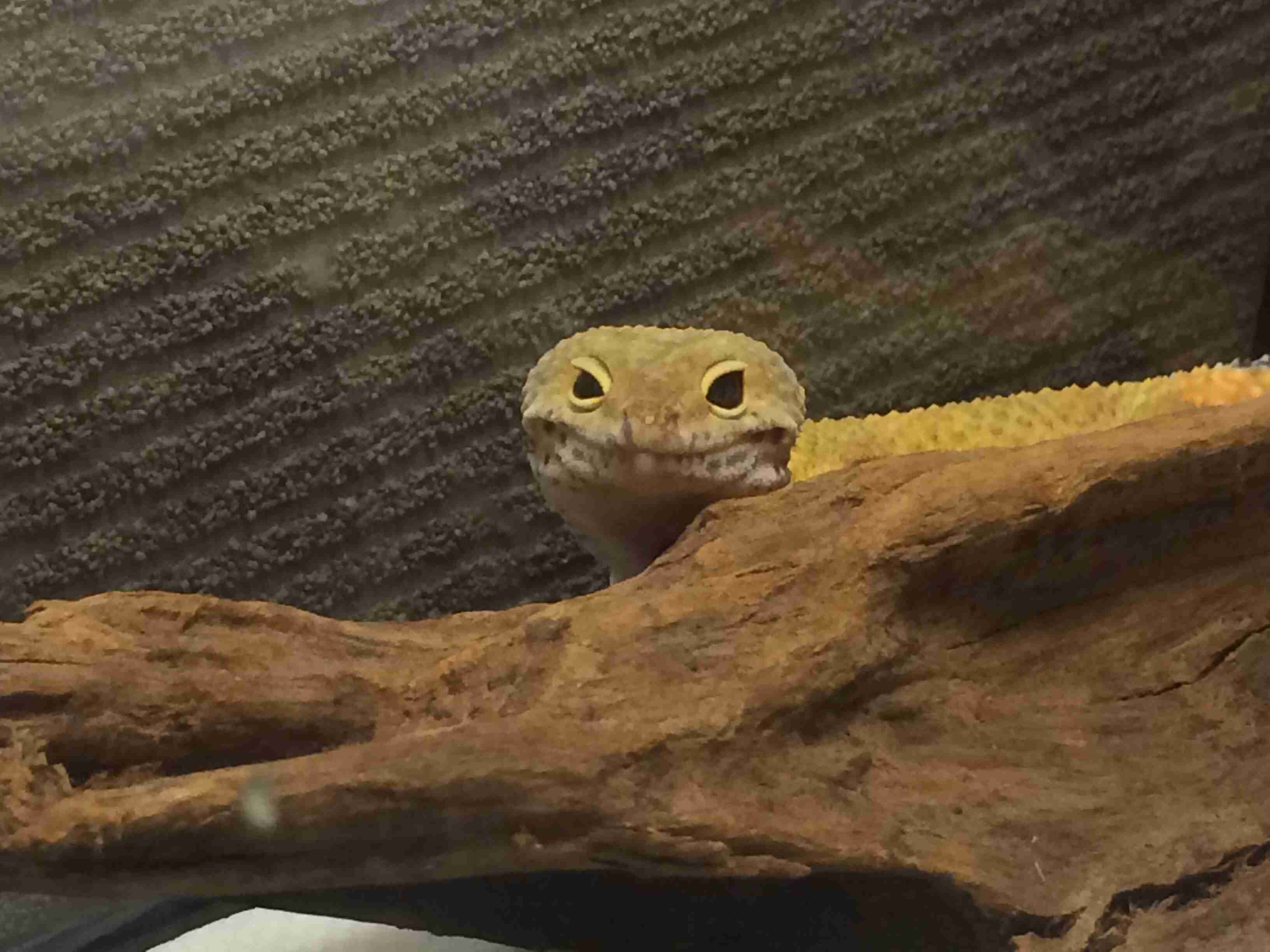 【苦手な人注意】「爬虫類や虫を飼っている」という理由でコンビニをクビに…客からの理不尽なクレームが話題