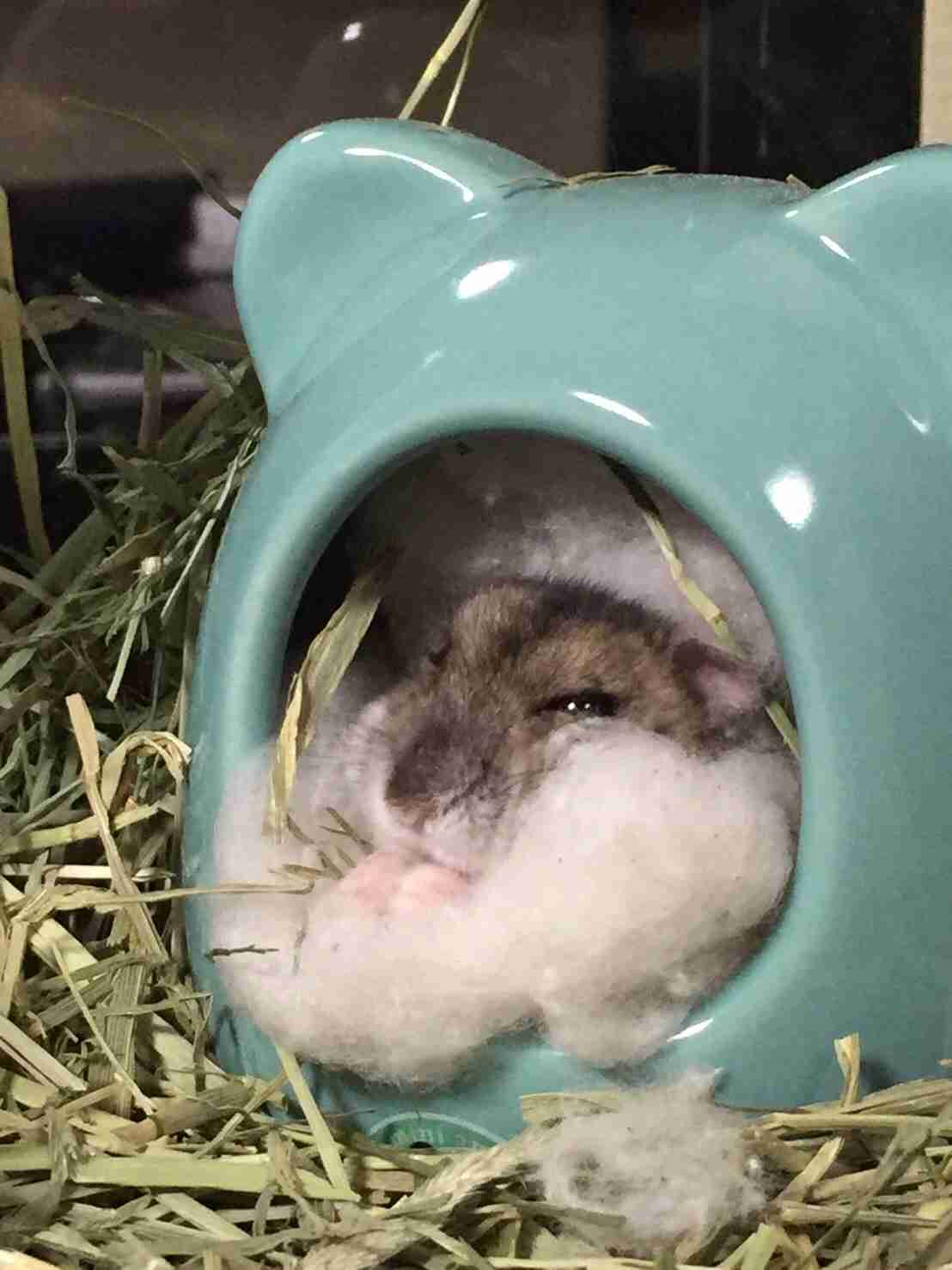 暖かくなる画像ください♡