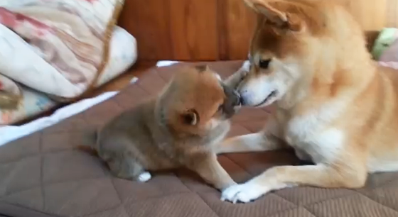 暖かくなる画像ください♡