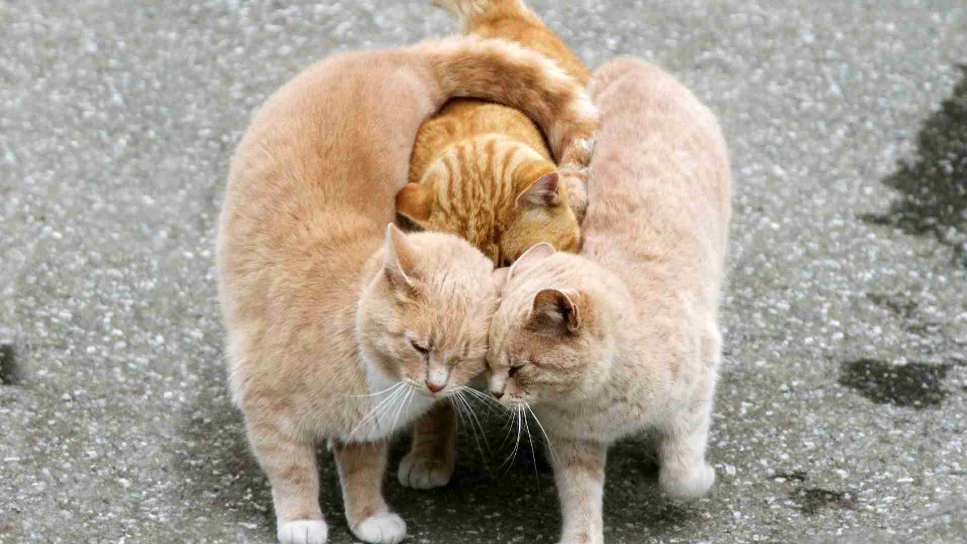 暖かくなる画像ください♡