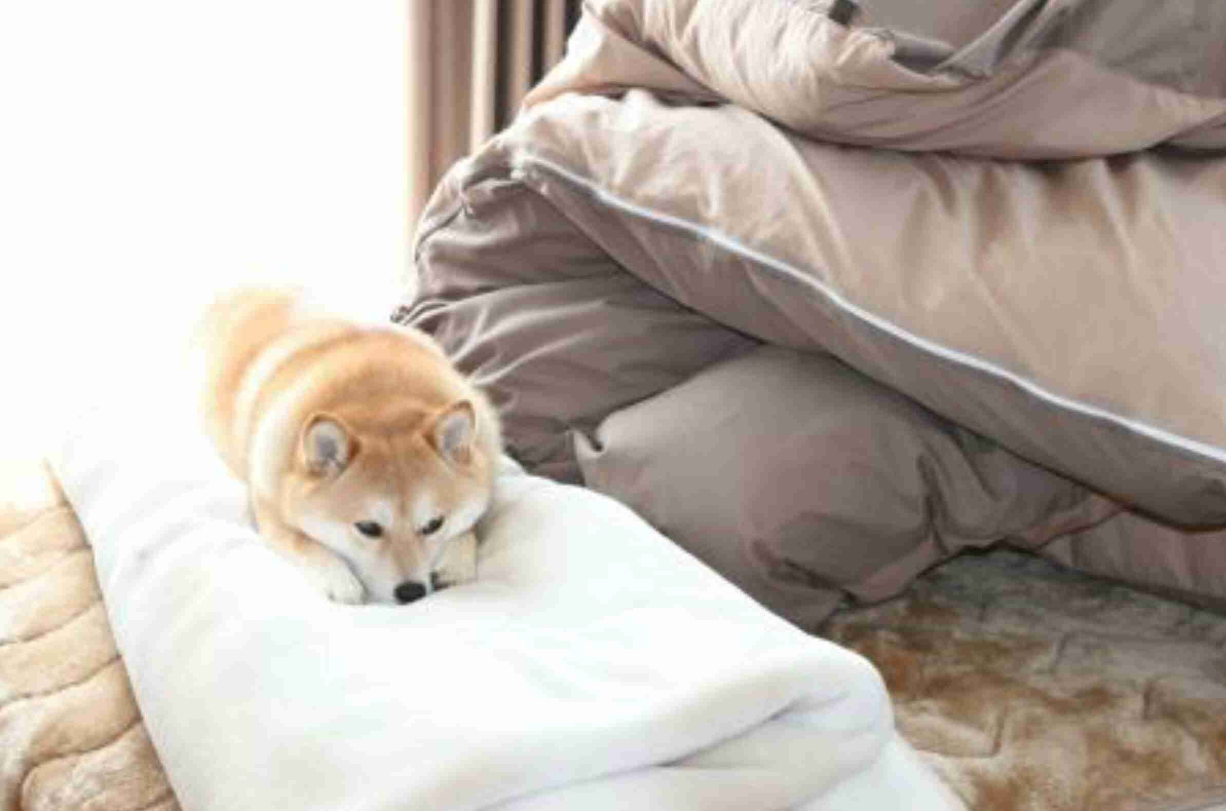 暖かくなる画像ください♡
