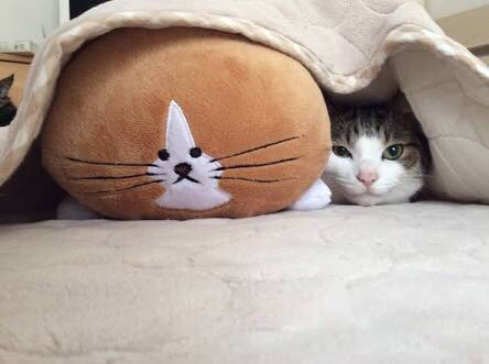 暖かくなる画像ください♡