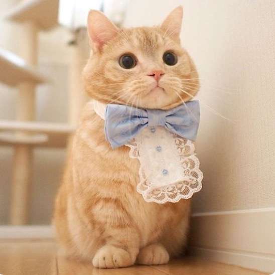 暖かくなる画像ください♡