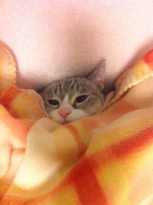 暖かくなる画像ください♡