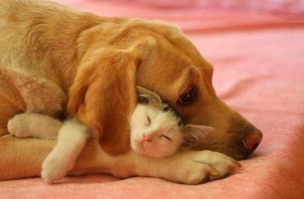 暖かくなる画像ください♡