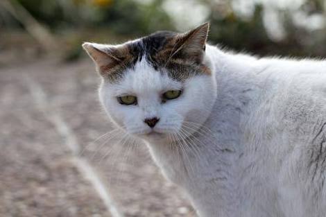 大当たり作品多し！ 癒されるかわいいネコの漫画10選