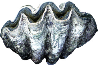 蒼井優に熱愛発覚　お相手はミュージシャン石崎ひゅーい