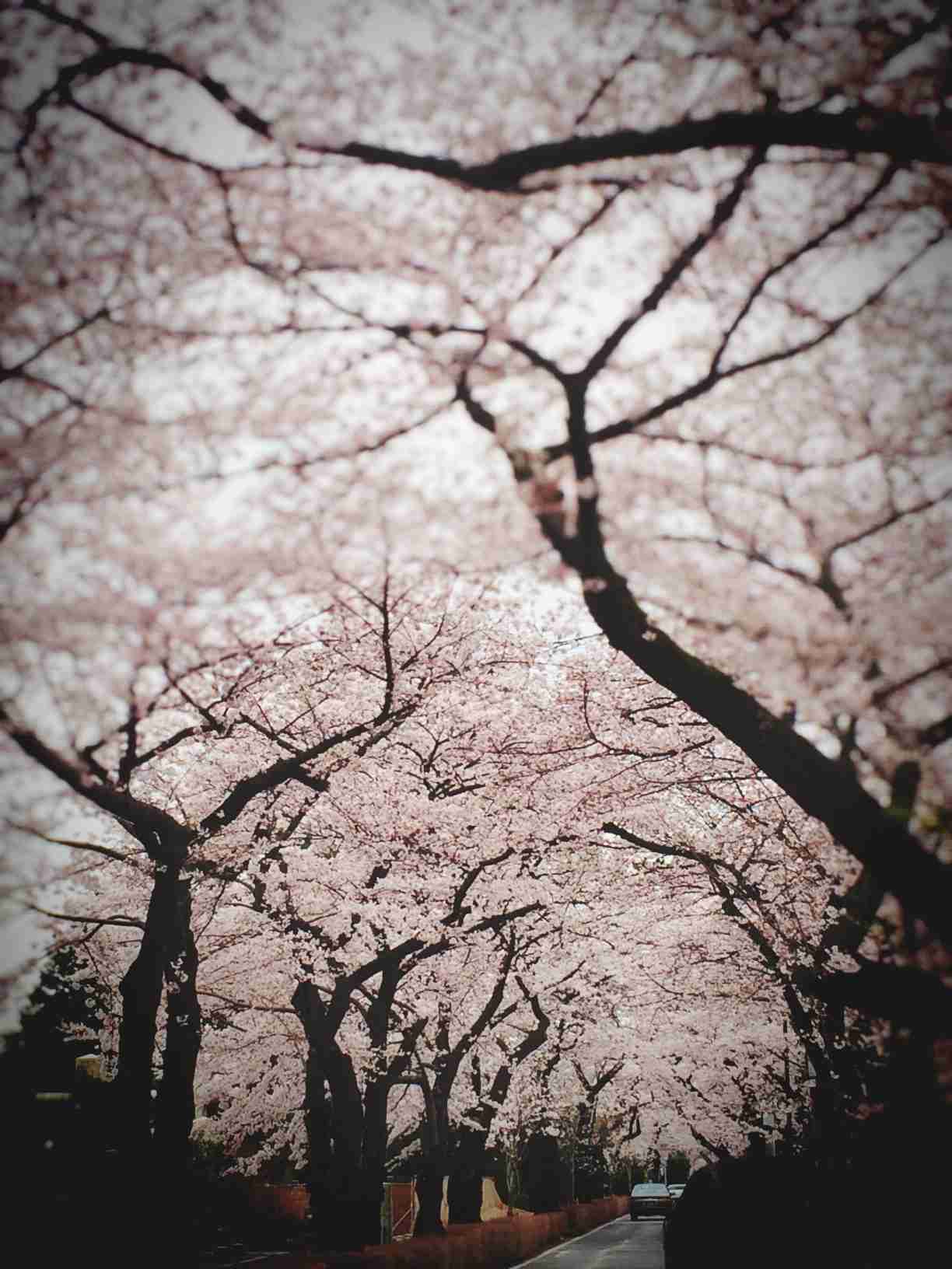 儚い雰囲気の画像