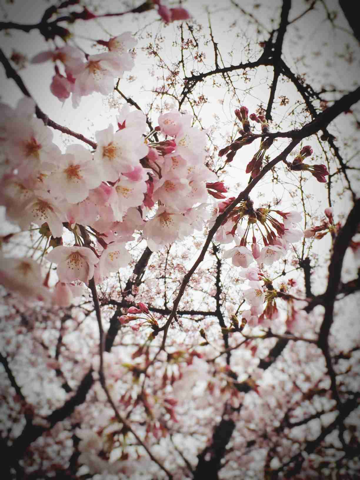 儚い雰囲気の画像