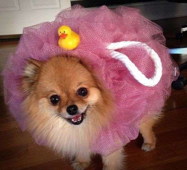 【子供か動物限定】ハロウィンのかわいいコスプレ画像を集めよう。