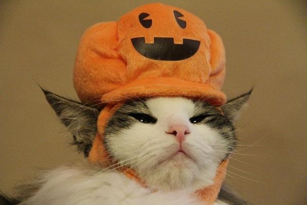 【子供か動物限定】ハロウィンのかわいいコスプレ画像を集めよう。