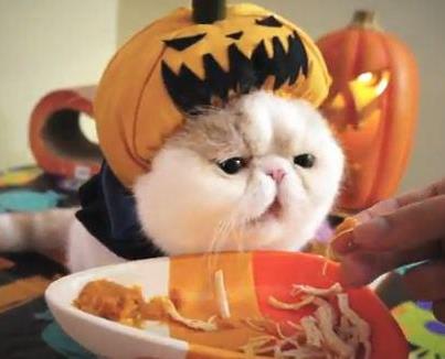 【子供か動物限定】ハロウィンのかわいいコスプレ画像を集めよう。