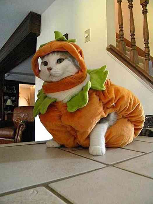 【子供か動物限定】ハロウィンのかわいいコスプレ画像を集めよう。