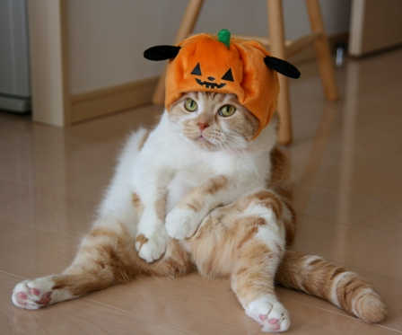 【子供か動物限定】ハロウィンのかわいいコスプレ画像を集めよう。